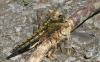 Orthetrum cancellatum